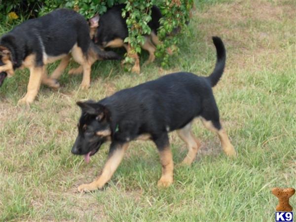 Puppies in Tampa